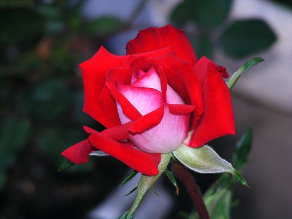 Fire n Ice photo 2013_05220011_zps329eec65.jpg